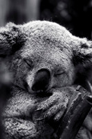 Landscape/Wildlife